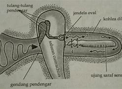 Fungsi Tingkap Oval Pada Telinga